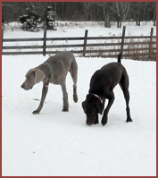 Two hounds at play, Zoey and Cody