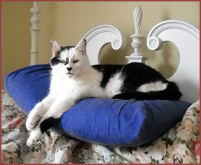 Rocky, black and white cat
