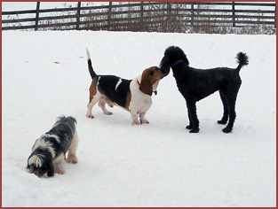 dogs Georgie, Walter and Soliel