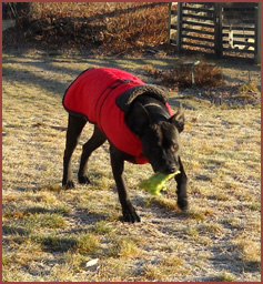 dog Kobe with chew toy