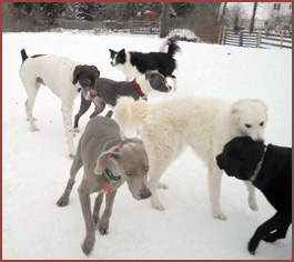 dogs playing in snow: Sophie, Luna, Hugo, Bisou, Zoey, and Cody