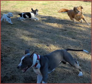 running dogs Luna, Winston, Nigel, Nico and Donnie