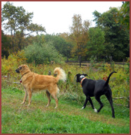 dogs Meila and Lucy