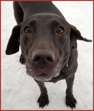 Bubba, chocolate labrador dog
