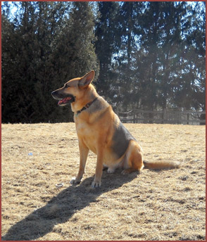 Yogi, german shepard dog