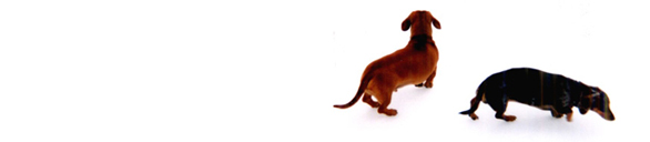 two dachshunds