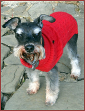 Watson, schnauser dog