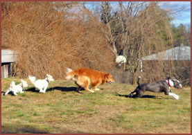 running dogs Luna, Winston, Nigel and Nico