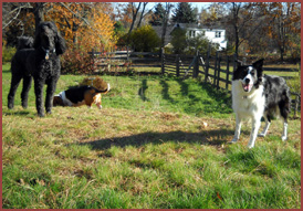 dogs Pippin (poodle), Walter (basset hound), Sophie (border collie)