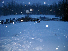 winter wonderland: snow falling on pasture