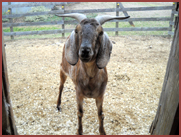 Ezike, goat in dooway to stall