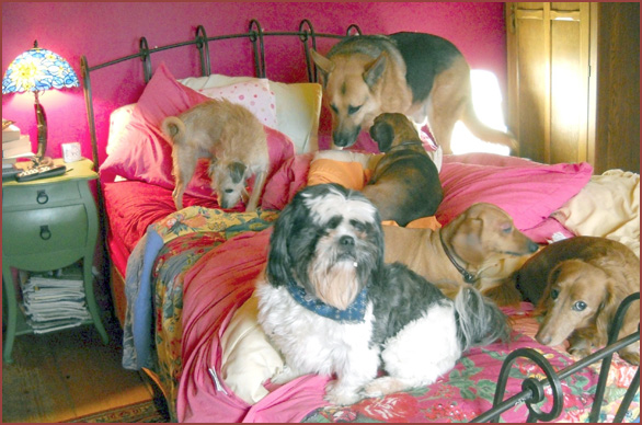 Many dogs on the bed: Chippy, Yogi, Sukey, Joby, Angus, Georgie