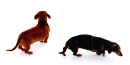 Two dachshunds