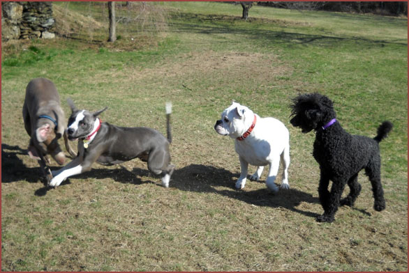 Four dogs at play: Soliel, Duece, Luna and Riley