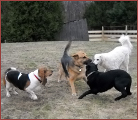 Four dogs: Bisou, Bubba, Yogi and Walter