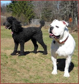 Two dogs: bulldog Duece and poodle Soliel
