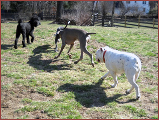 Four dogs: Soliel, Luna, Riley and Duece