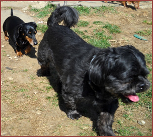 Two dogs: Mickey and Emme Higgins