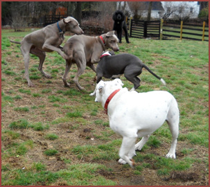 Five dogs: Soliel, Riley, Zozo, Luna and Duece