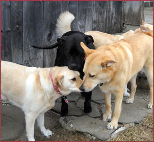 Four dogs: Beckett, Betty, Kobe and Aphrodite