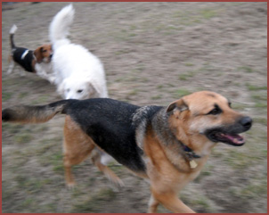Three running dogs: Yogi, Bisou and Walter