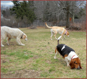 Three dogs: Walter, Sophie and Teddy.
