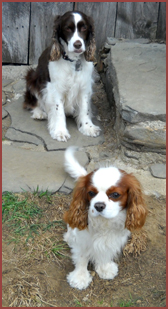 two spaniel dogs, Roxie and Preston