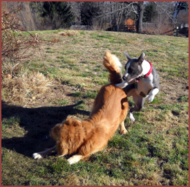 Two dogs: Luna and Cora