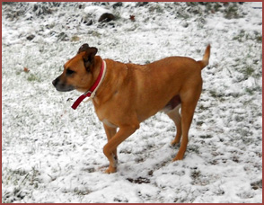 Babycakes, dog in the snow