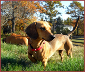 Bunny, a dachshund