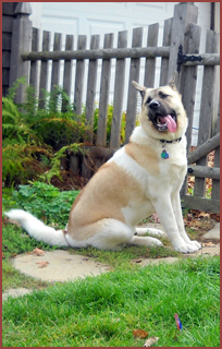 Shepard Kuma: Dog with tongue lolling