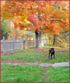 Oakley, black dog