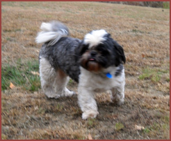 Georgie, farm dog