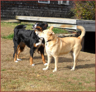 Riley and Beccket: two dogs playing