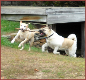 Sophie and Kuma, two dogs playing with a stick