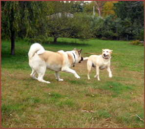 Sophie and Kuma, two dogs playing with a stick