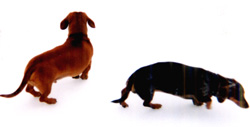 two dachshunds