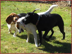 Walter, Essie, Bubba: three dogs together