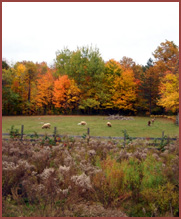 farm fall foliage