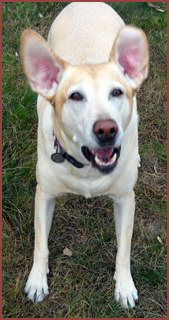 Sophie: Dog with expectant expression