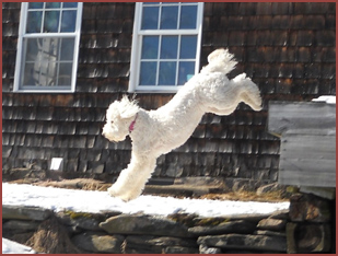 dog leaping, Allie