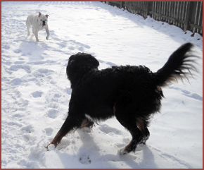 two dogs in snow: Duce, Riley