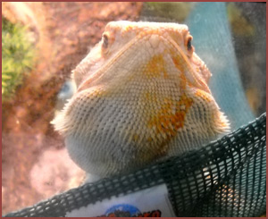 Rex, bearded dragon