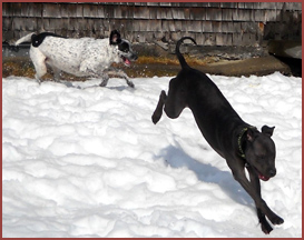 two dogs playing in snow Valentine and Boon