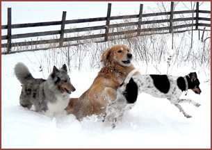 dogs playing in snow: Mya, Winston, Bella