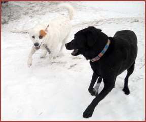 two dogs in snow: Essie, Bubba