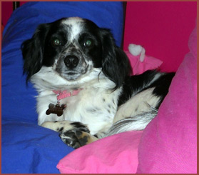 dog Rue on pink-and-blue cushion