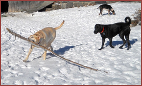 three dogs playing: Sophie dragging a branch, Oakley, Daisy sniffing ground