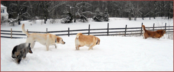 dogs playing follow-the-leader: Winston, Ranger, Betty, Mya