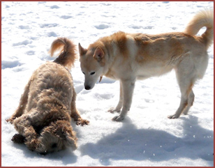 two dogs: Aphrodite, Sweeny